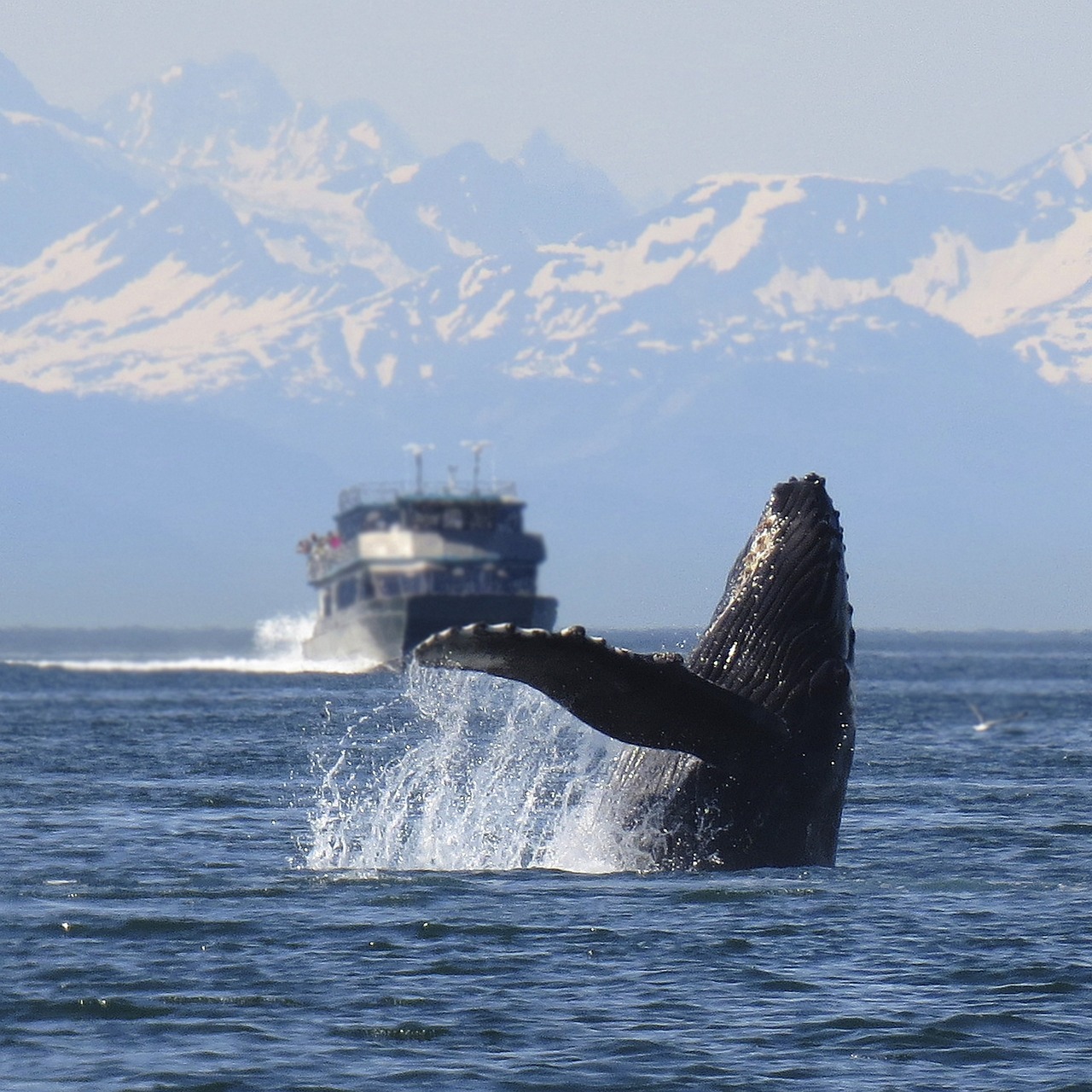 humpback, whale, breeching-1132769.jpg
