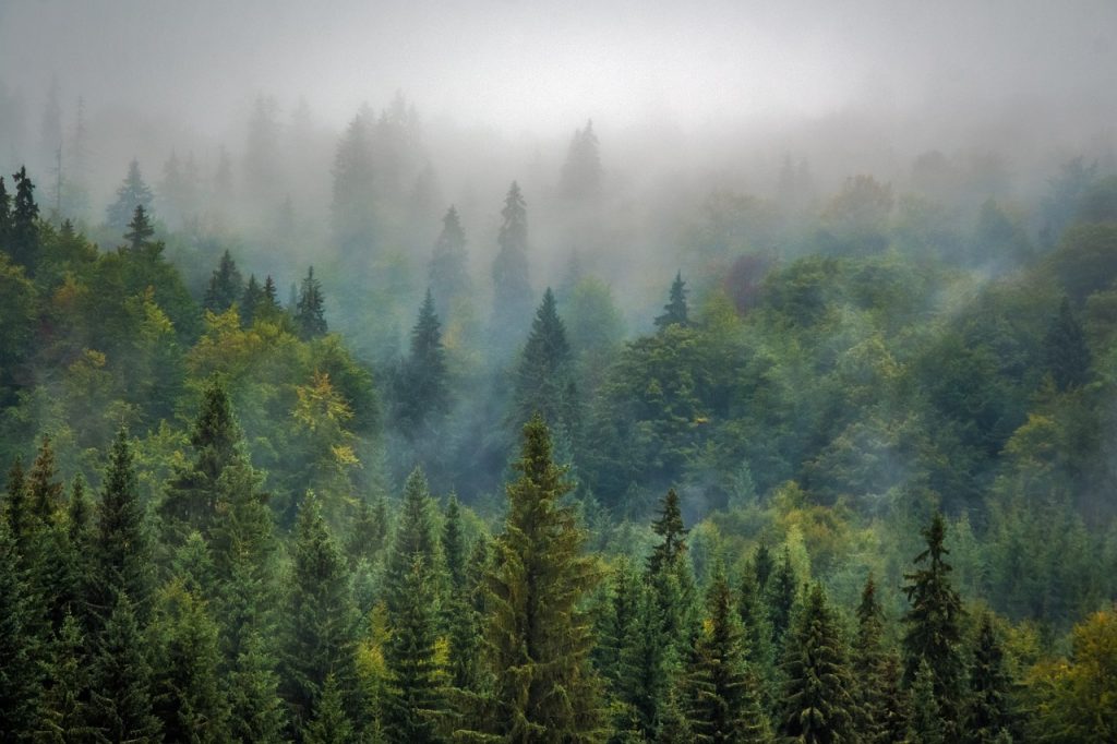 trees, forest, fog-975091.jpg